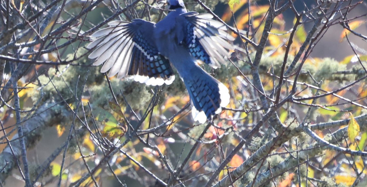 Blue Jay - ML644827376