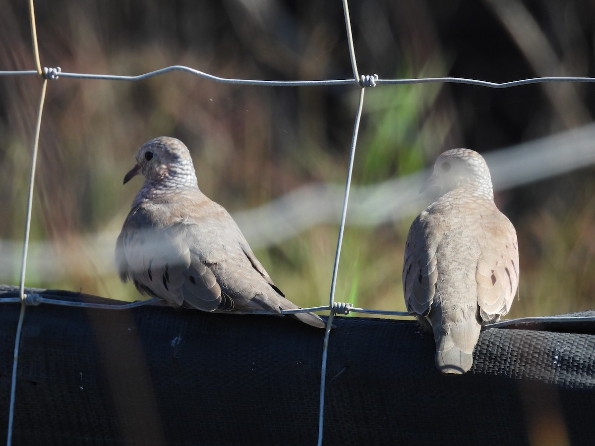 Талпакоті строкатоголовий - ML644827381
