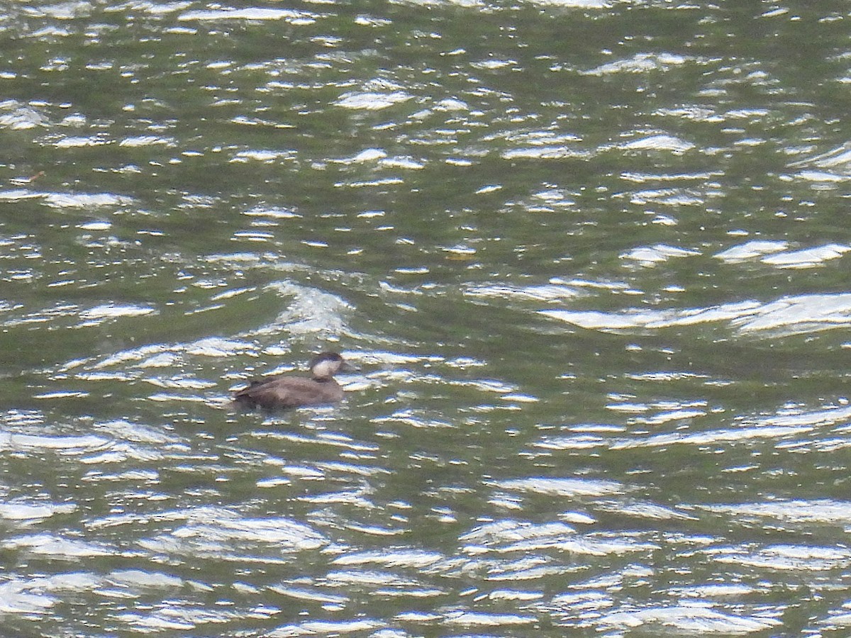 amerikasvartand - ML644827383