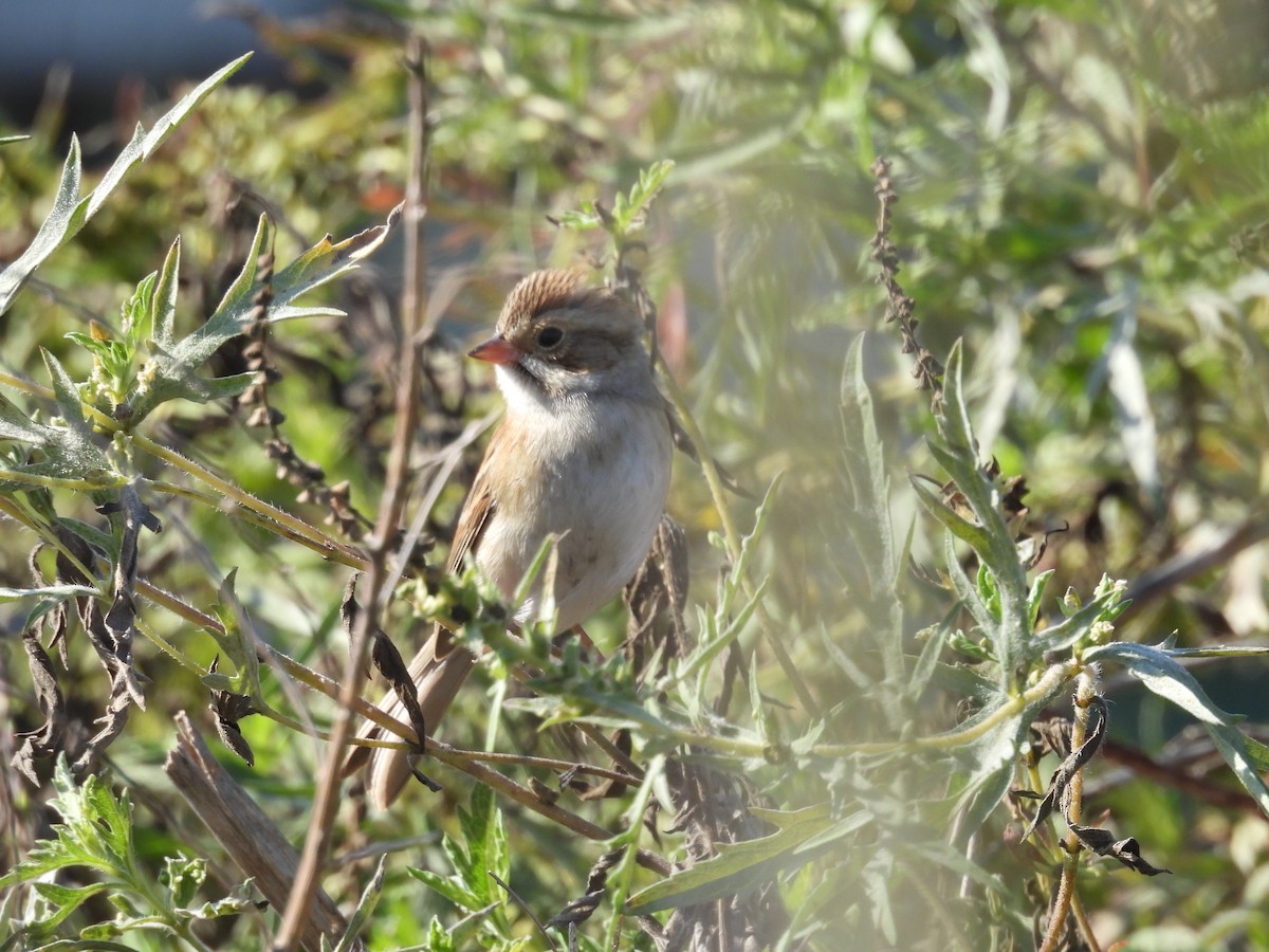 Карнатка бліда - ML644827385