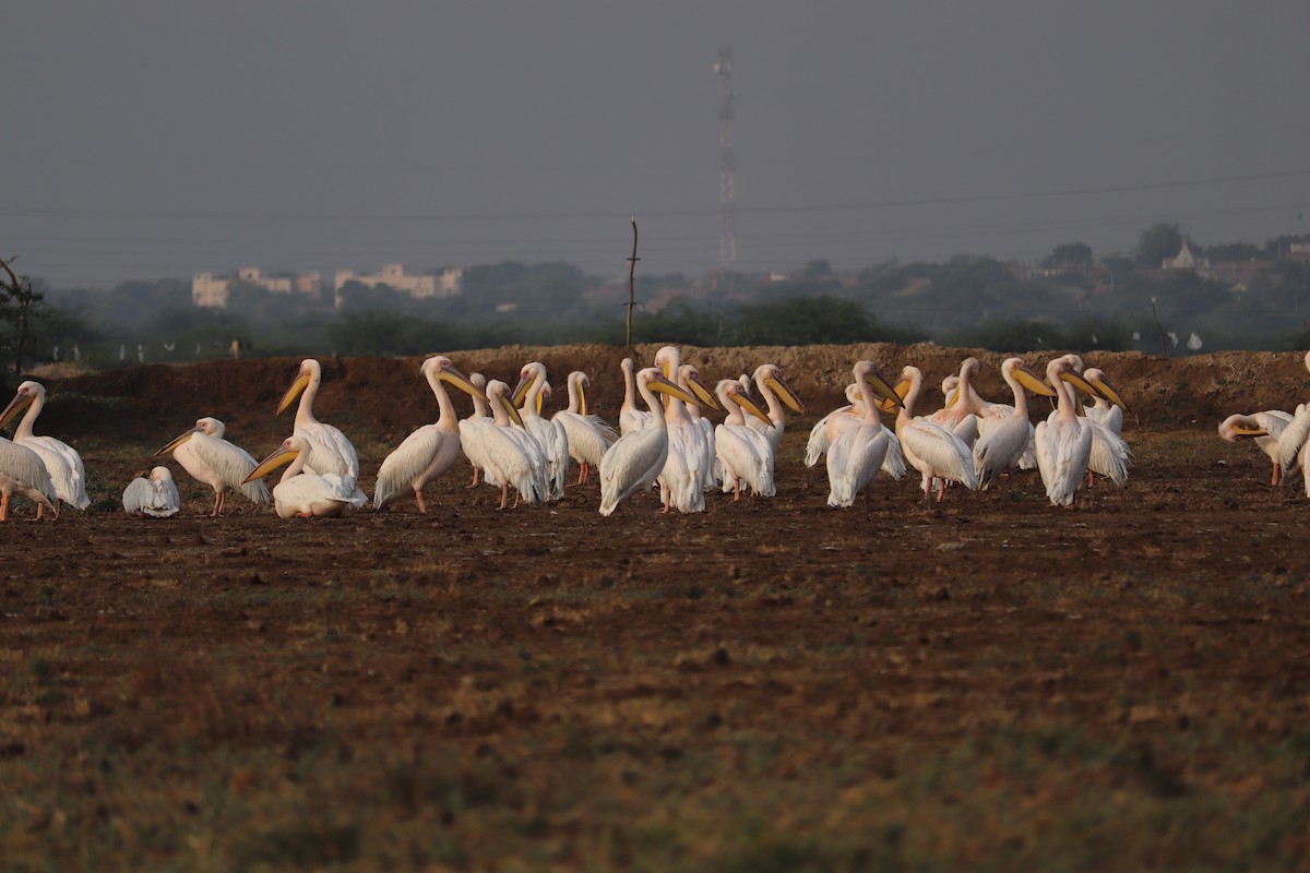 Пелікан рожевий - ML644827386