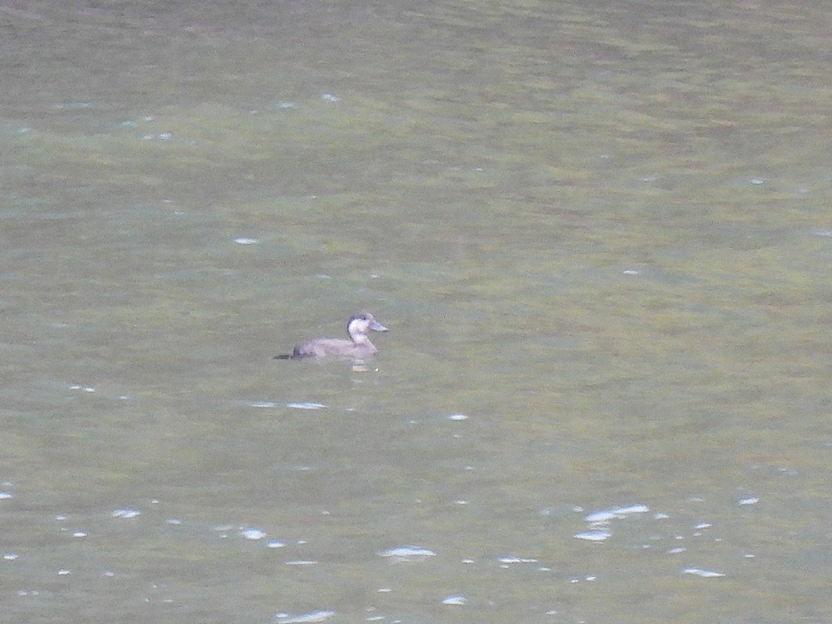 amerikasvartand - ML644827387