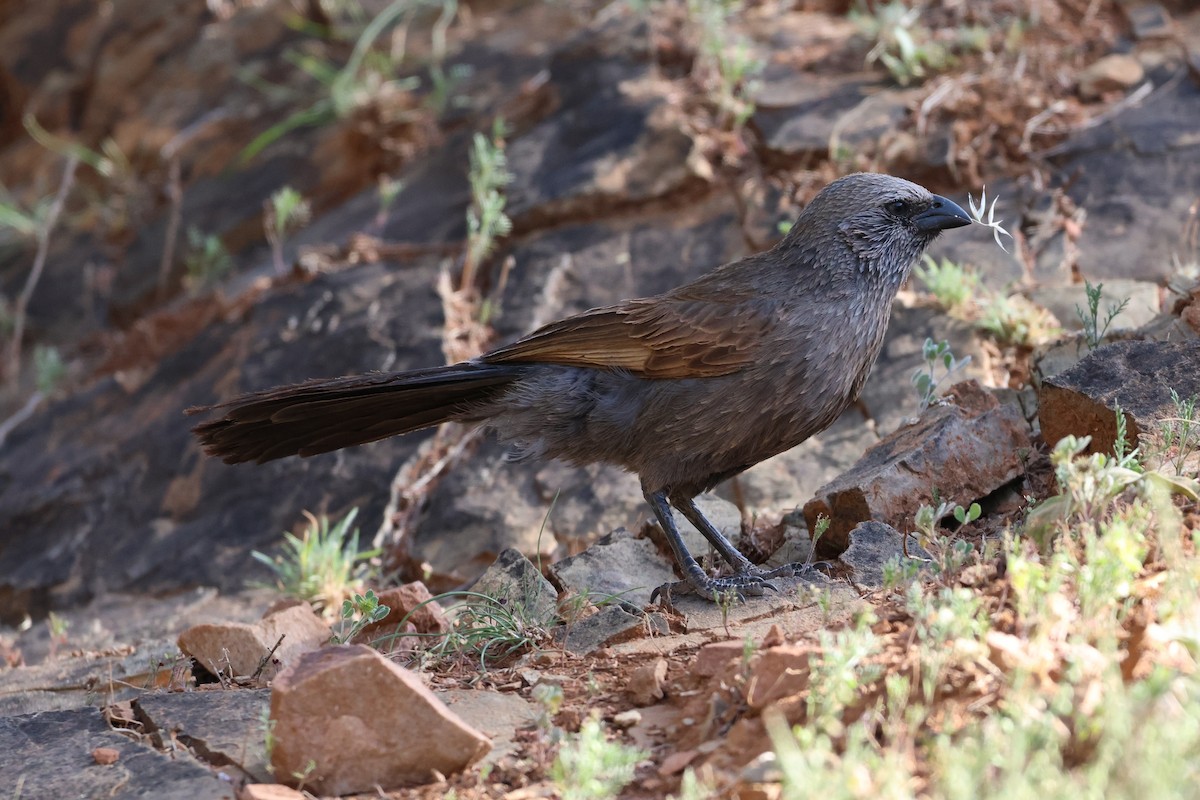 Розела чорноголова - ML644827388