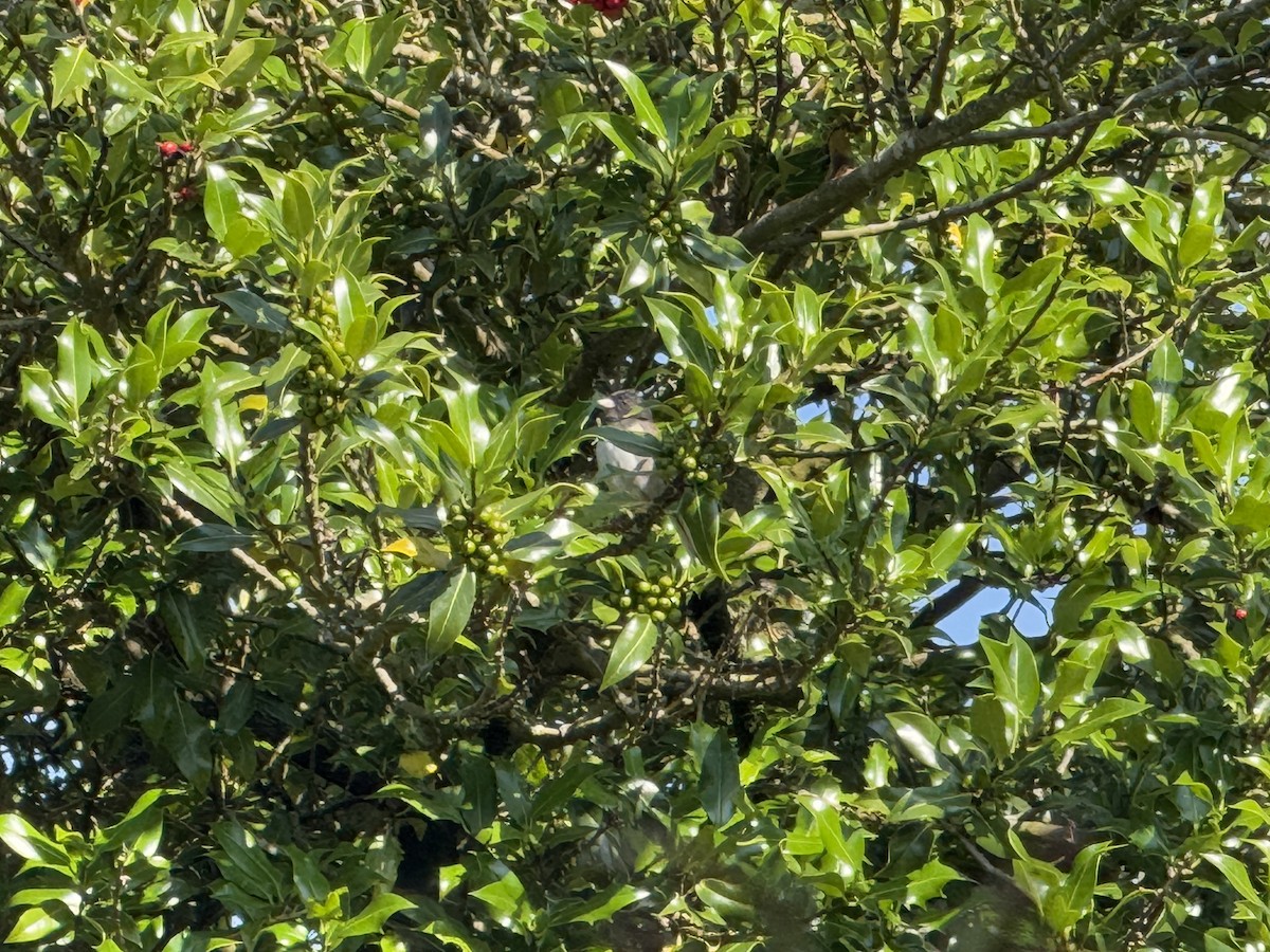 Юнко сірий [група oreganus] - ML644827391