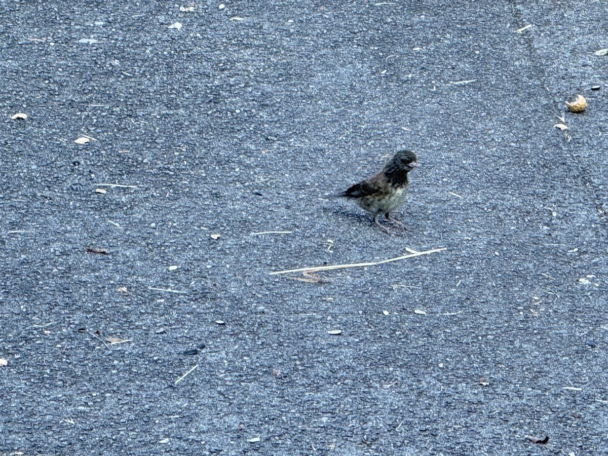 Юнко сірий [група oreganus] - ML644827392