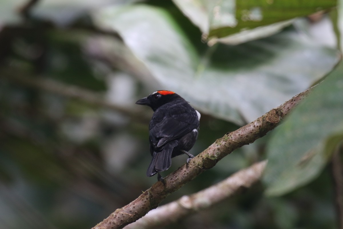 Танагра-інка червоноброва - ML644827395