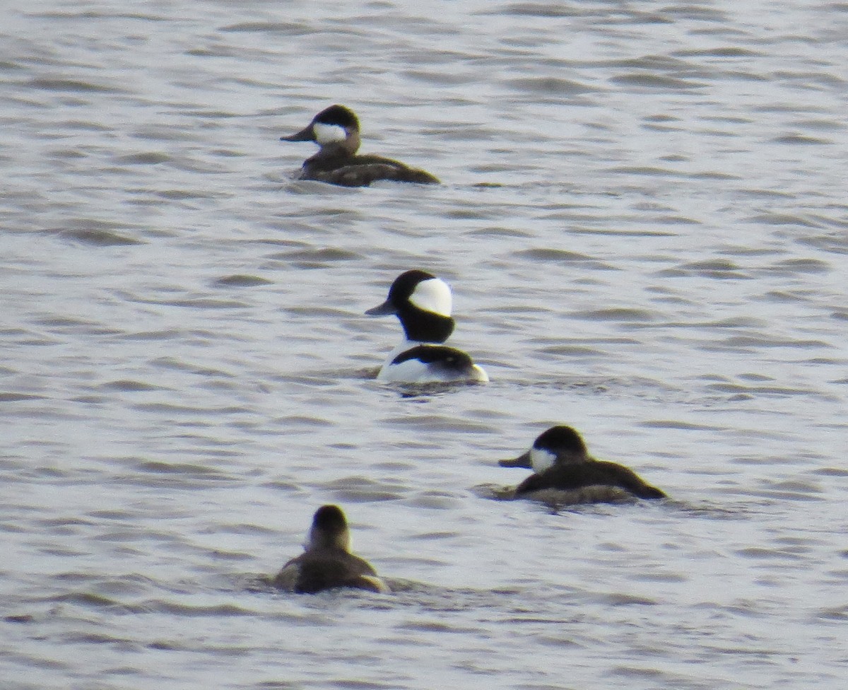 Гоголь малий - ML644827397