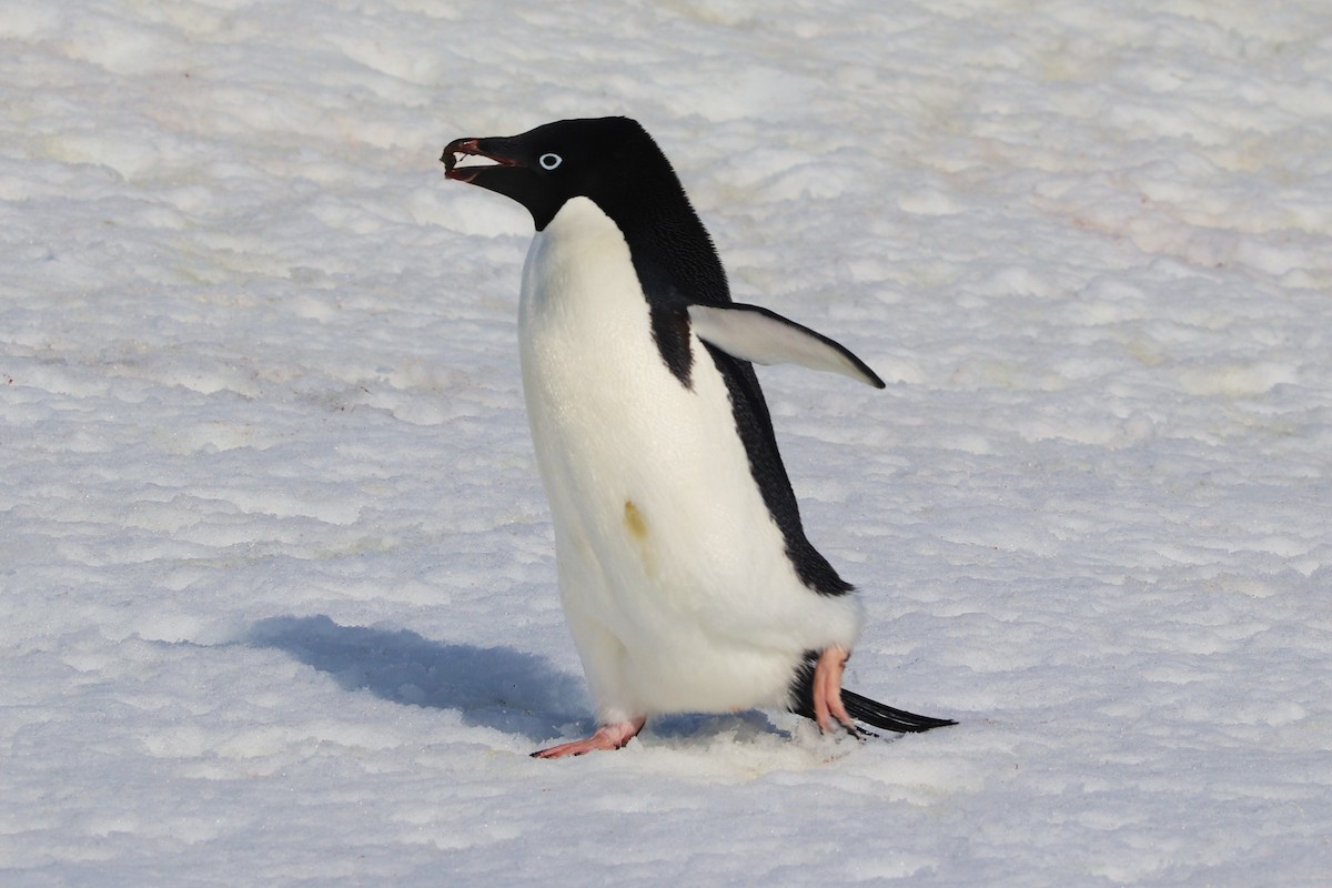 Пінгвін Аделі - ML644827399