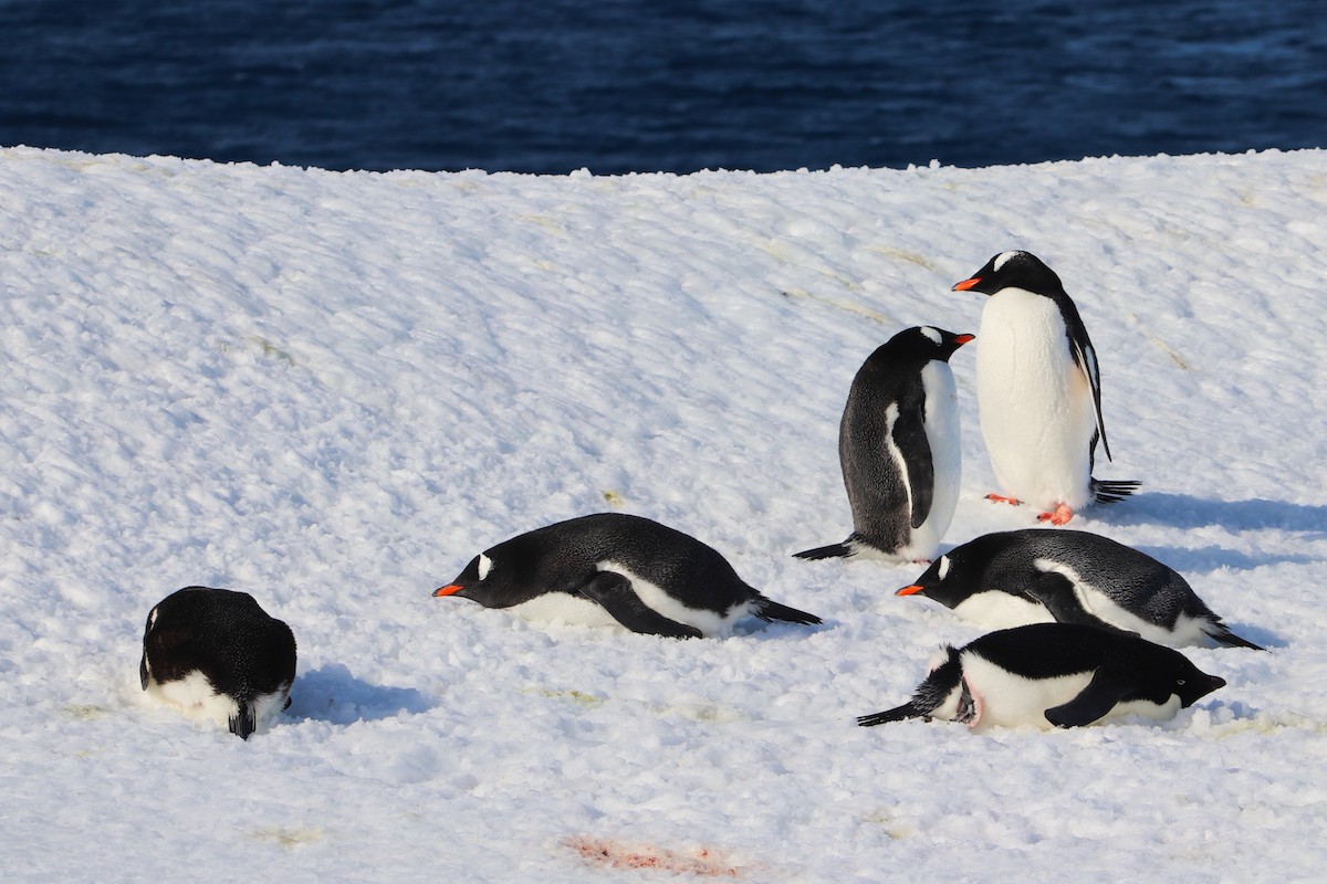 Пінгвін Аделі - ML644827400
