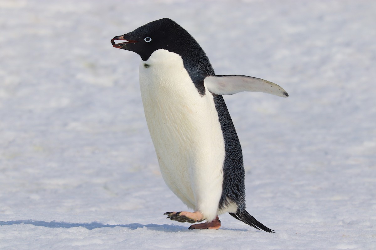 Пінгвін Аделі - ML644827401