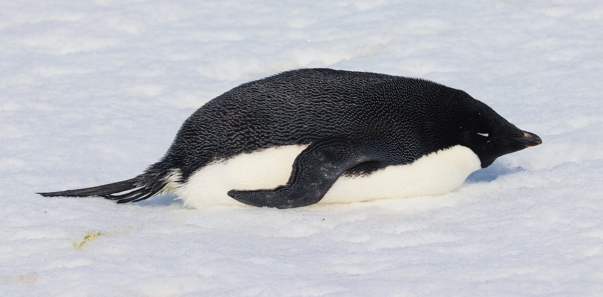 Пінгвін Аделі - ML644827402