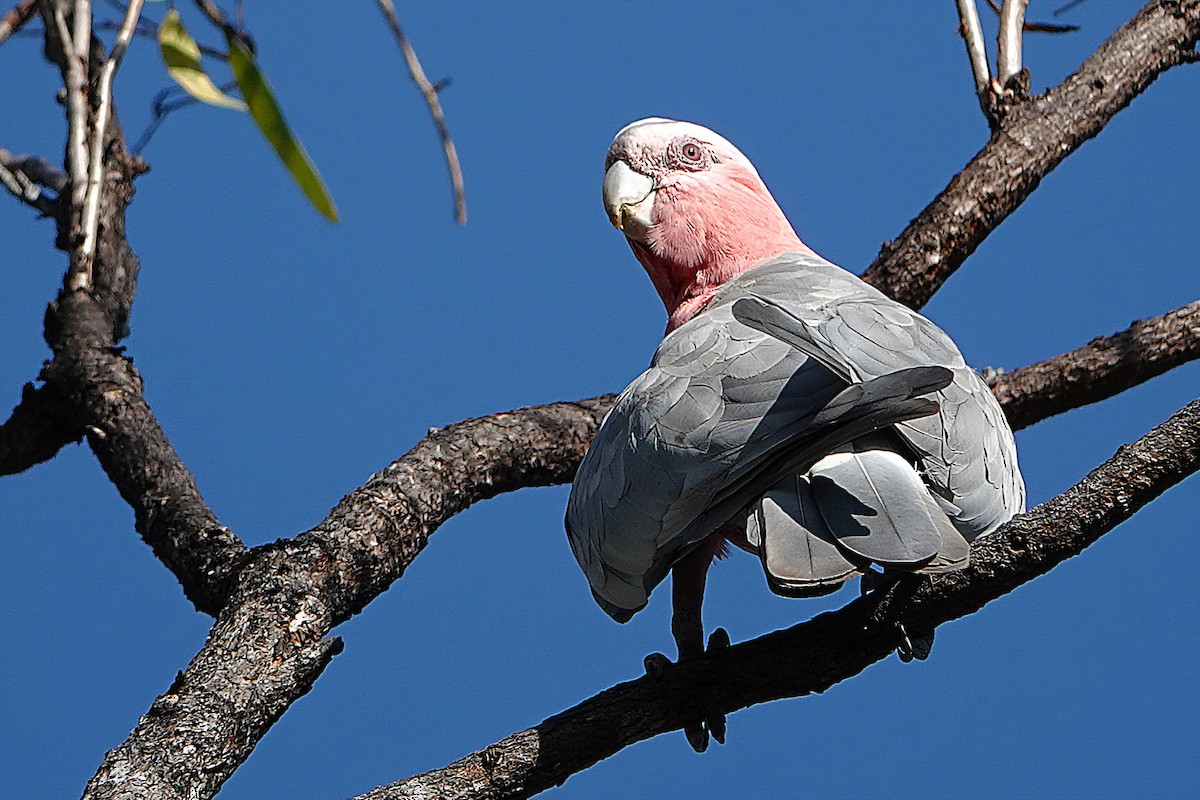 Какаду рожевий - ML644827418