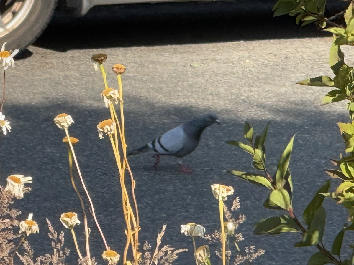 Голуб сизий (міський) - ML644827419