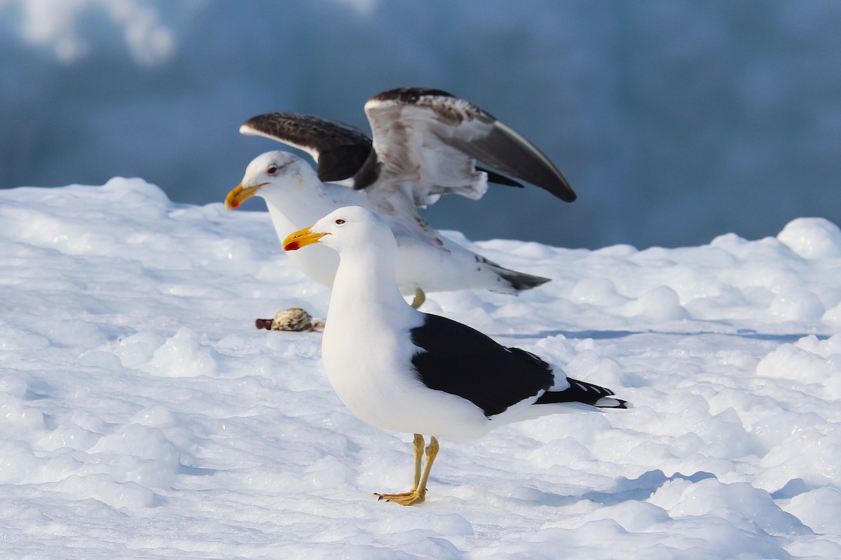 Мартин домініканський - ML644827420