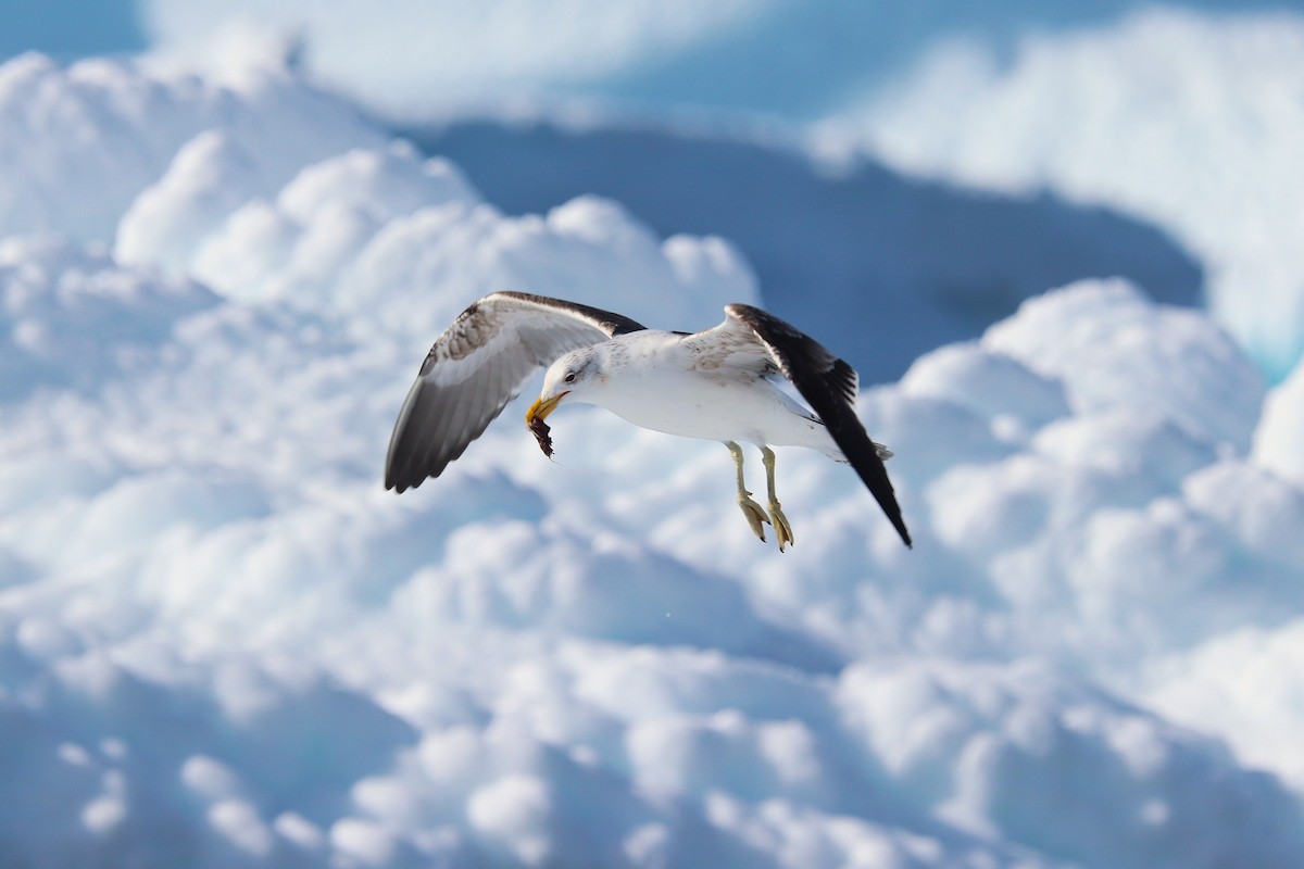 Мартин домініканський - ML644827421