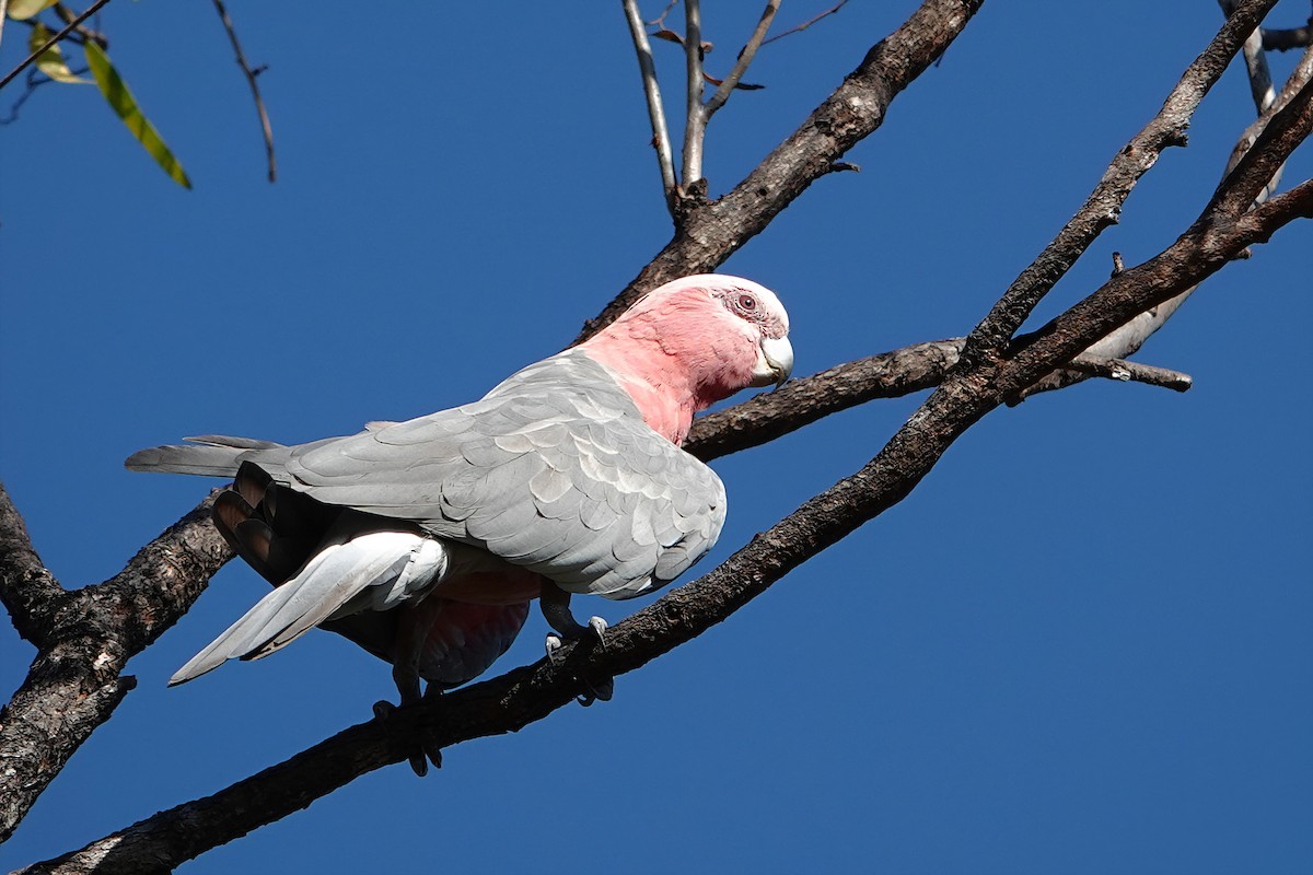 Какаду рожевий - ML644827422