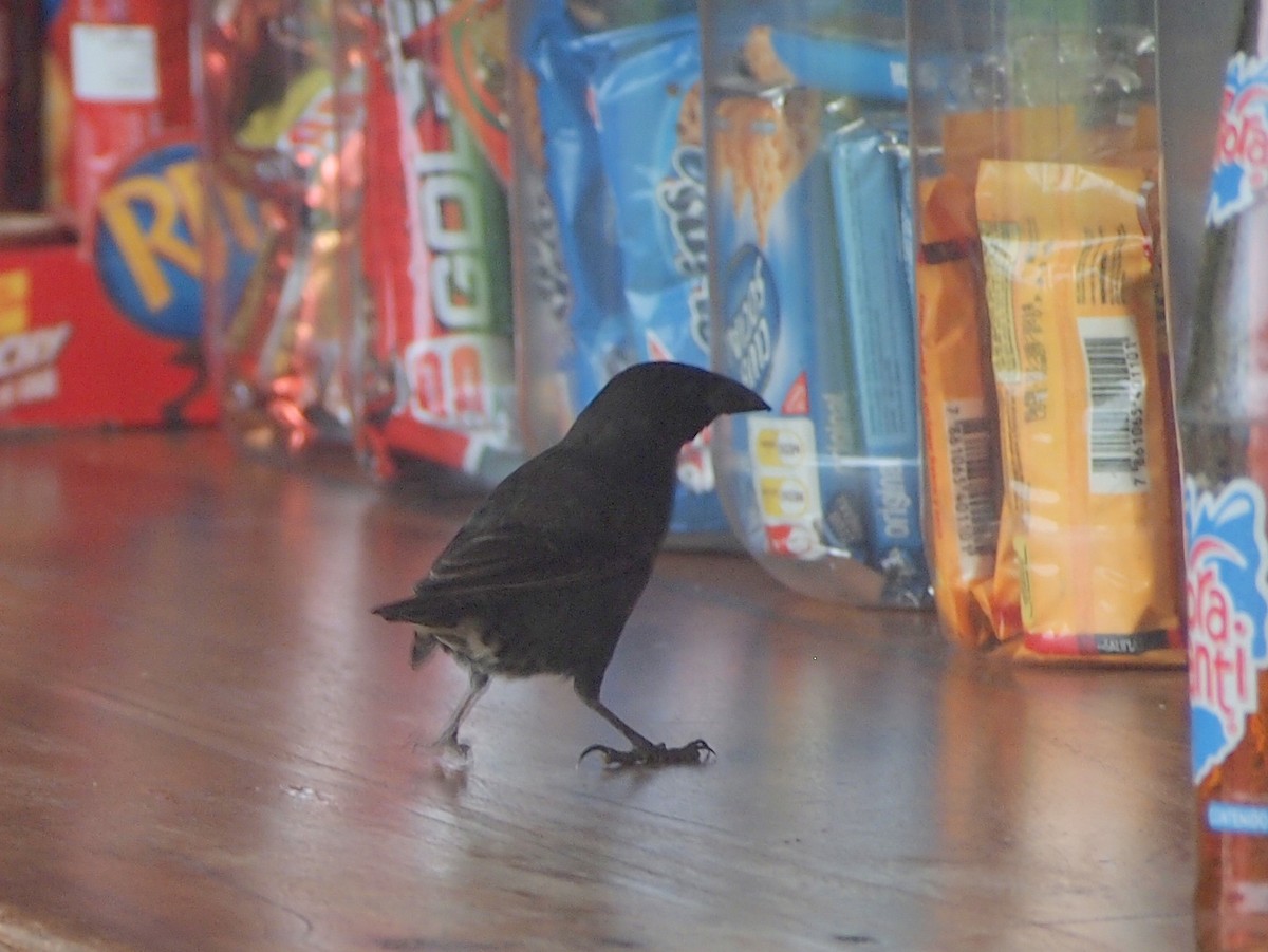 Common Cactus-Finch - ML644827423