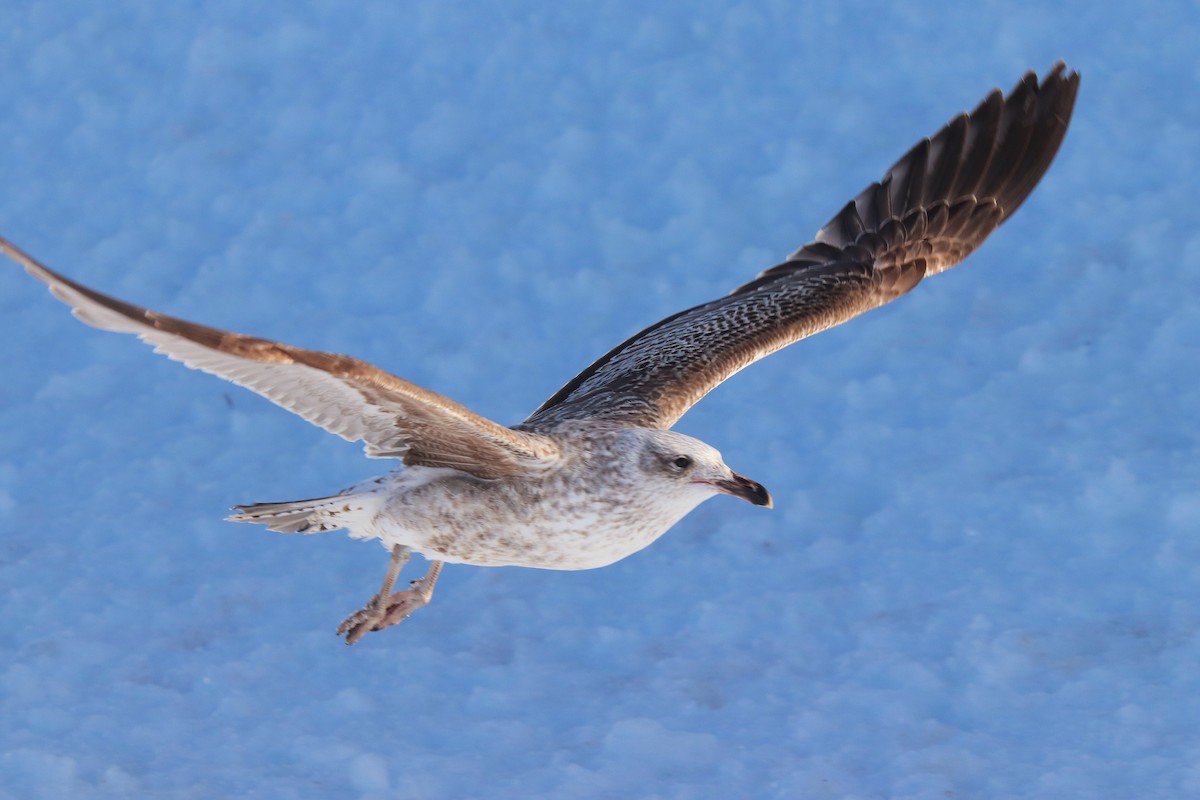 Мартин домініканський - ML644827426