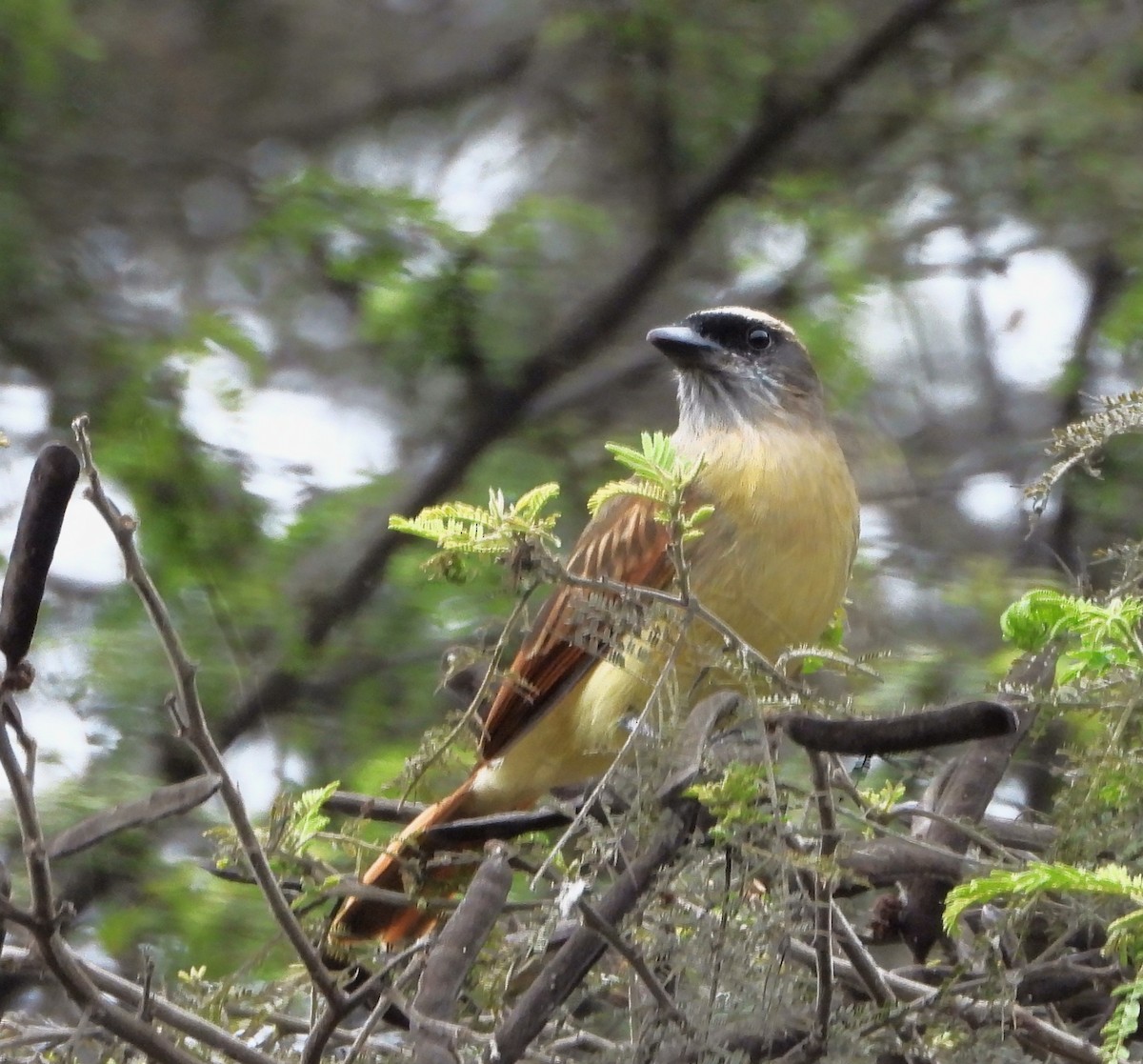 Тиран чорнолобий - ML644827428