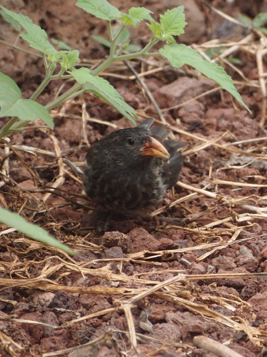 Common Cactus-Finch - ML644827430