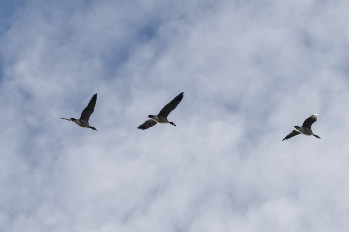 Казарка мала - ML644827431