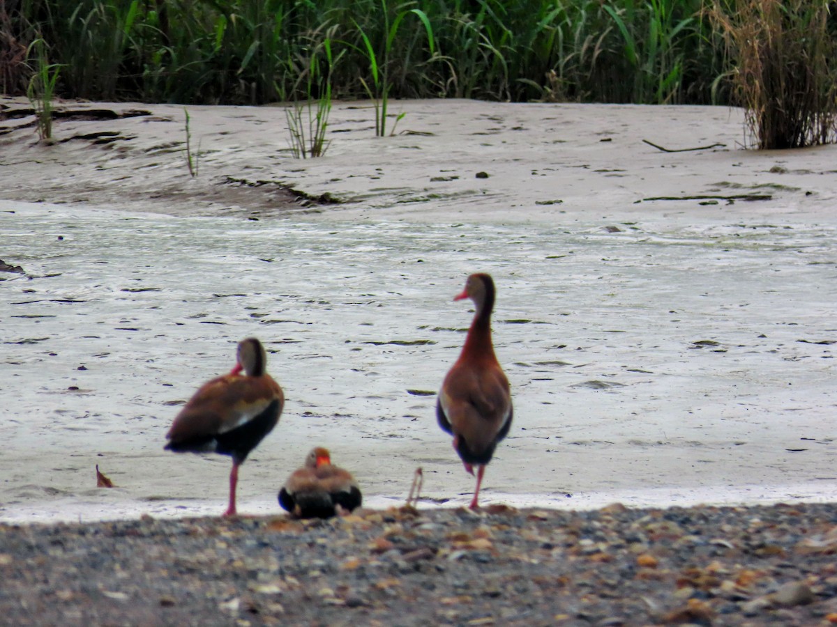 Свистач червонодзьобий - ML644827432