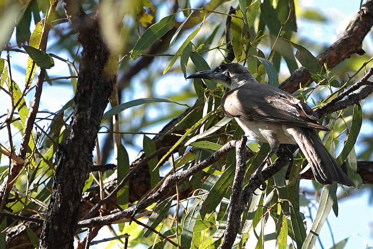 Медівник австралійський - ML644827434
