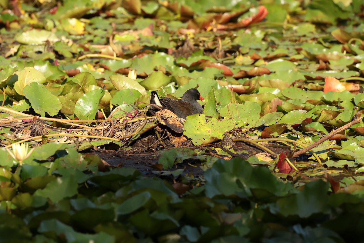 Курочка чорна - ML644827435