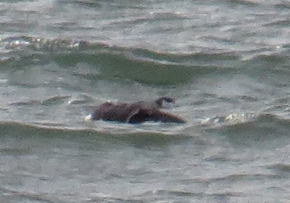 Txilinporta urrebelarria - ML644827441