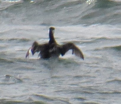 Txilinporta urrebelarria - ML644827442