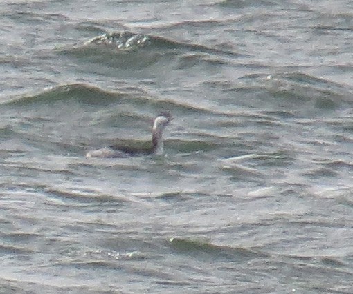 Txilinporta urrebelarria - ML644827443