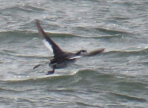 Txilinporta urrebelarria - ML644827444