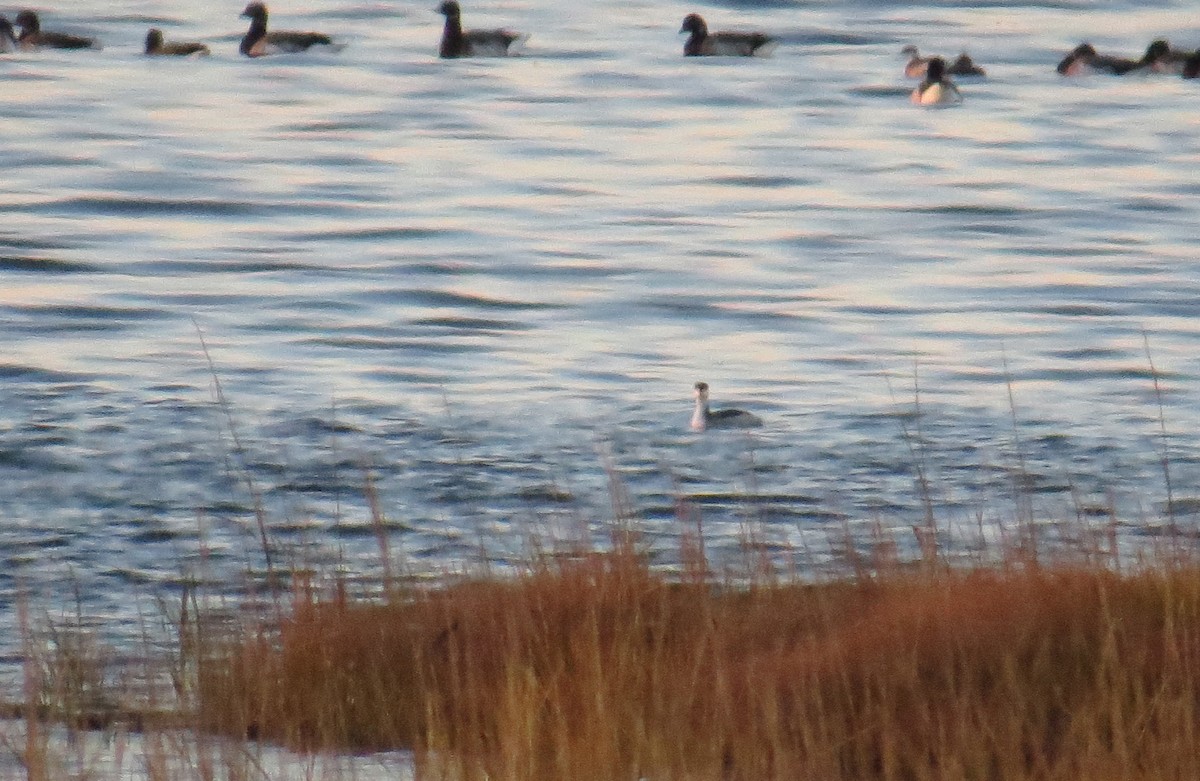 Txilinporta urrebelarria - ML644827445