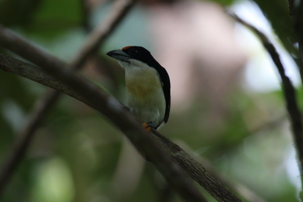 Orange-fronted Barbet - ML644827448