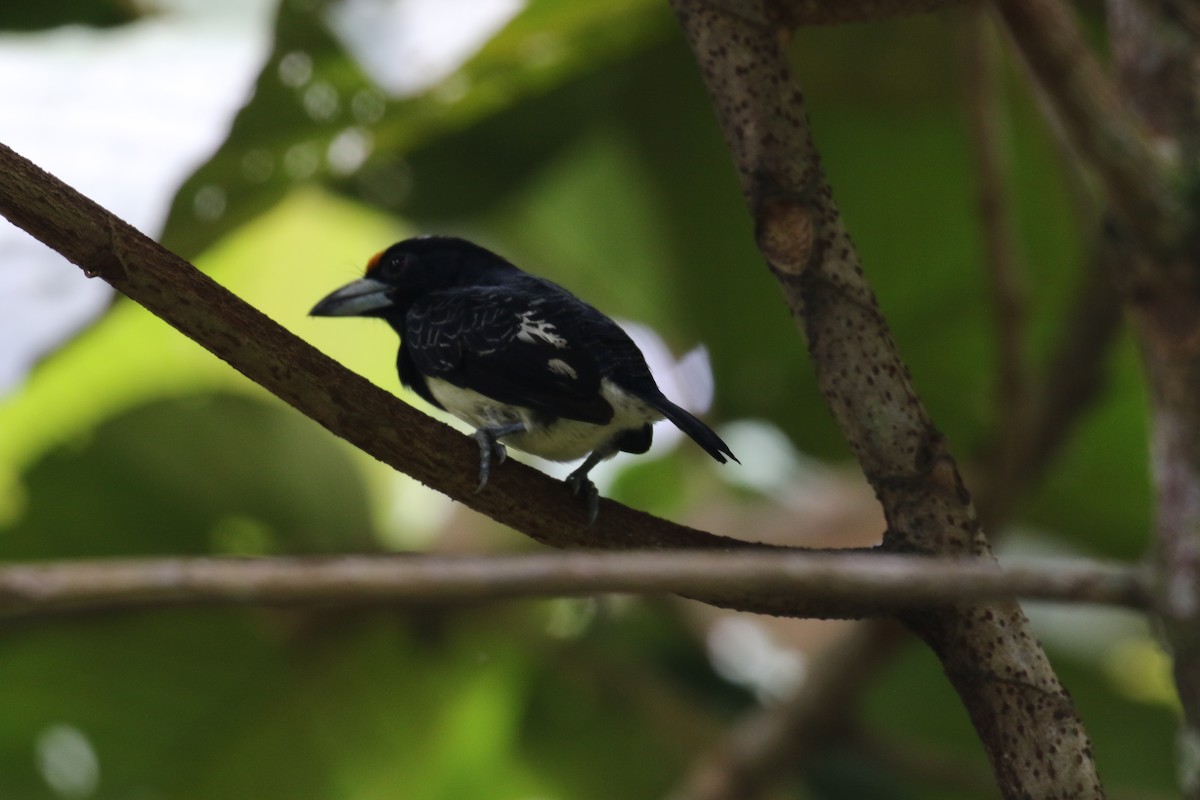 Orange-fronted Barbet - ML644827449