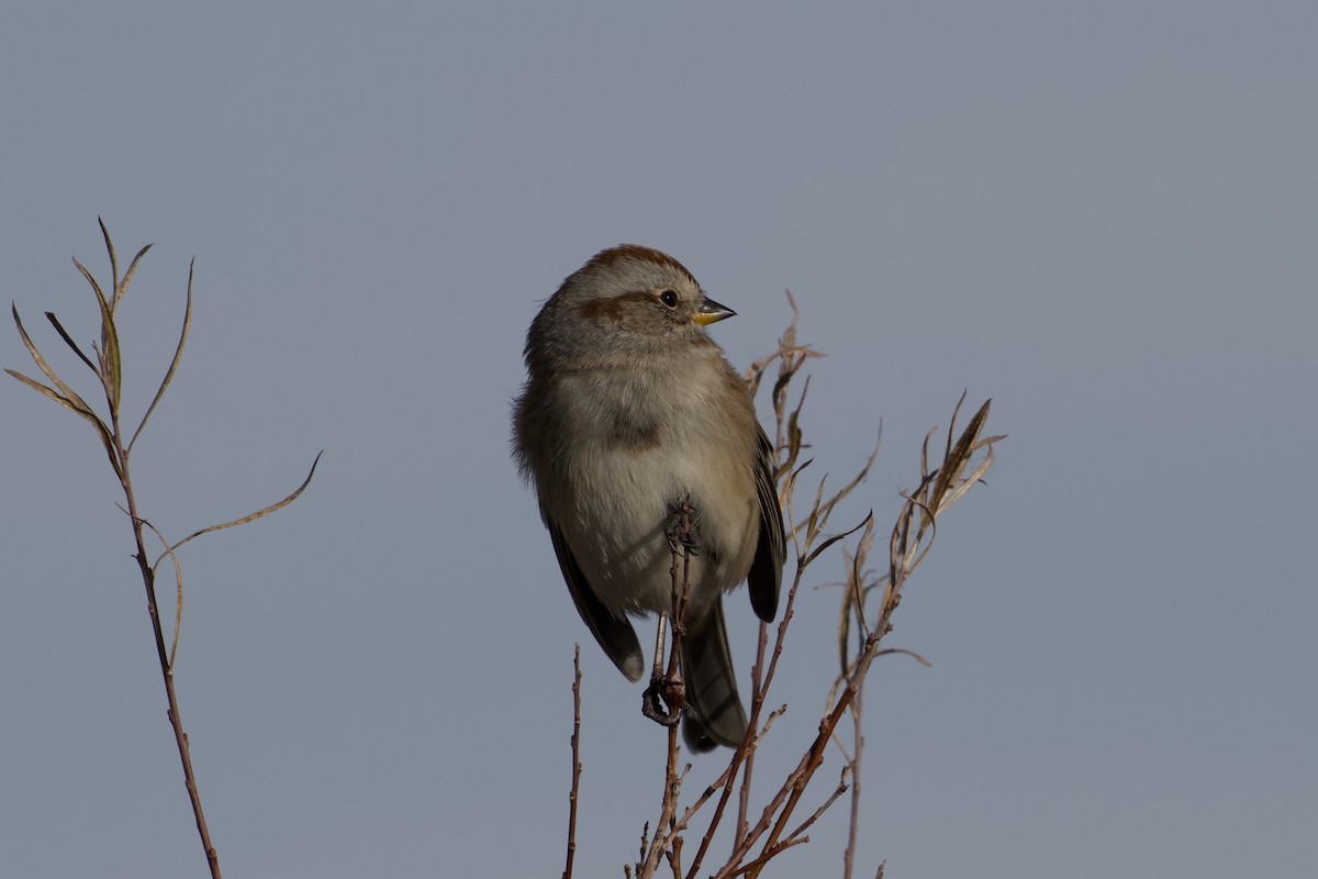 American Tree Sparrow - ML644827450