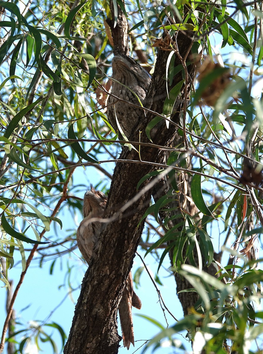 Tawny Frogmouth - ML644827466
