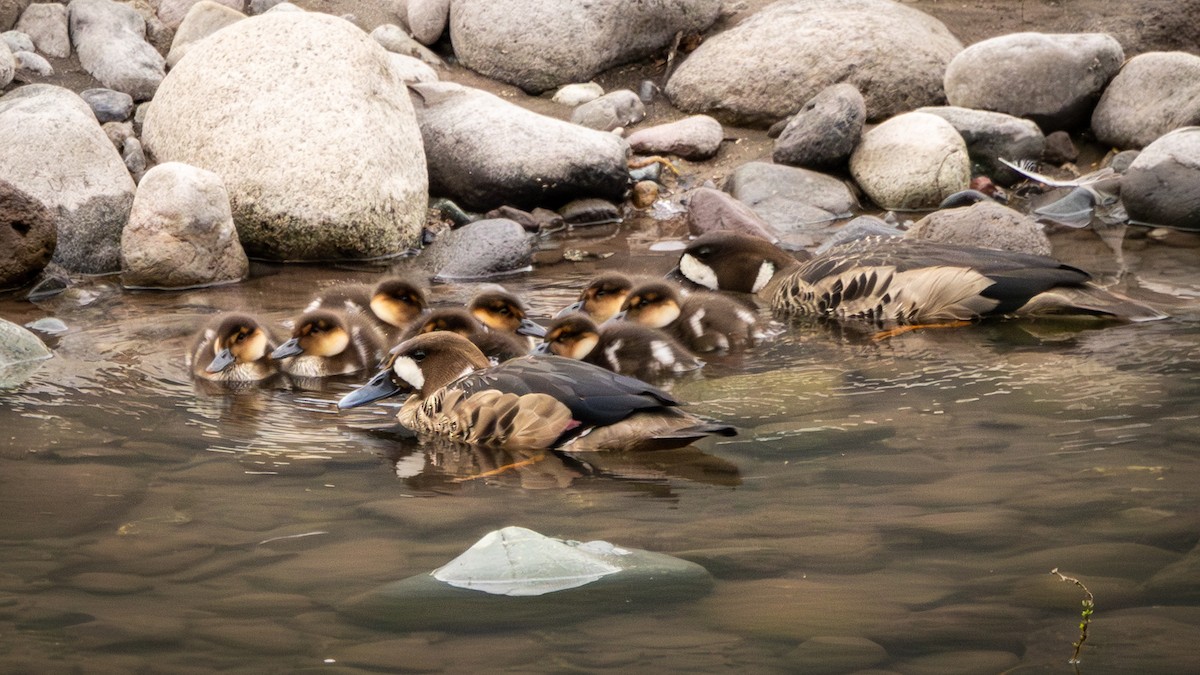 Kupferspiegelente - ML644827472