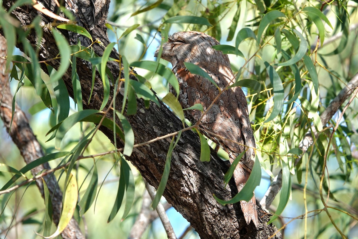 Tawny Frogmouth - ML644827475