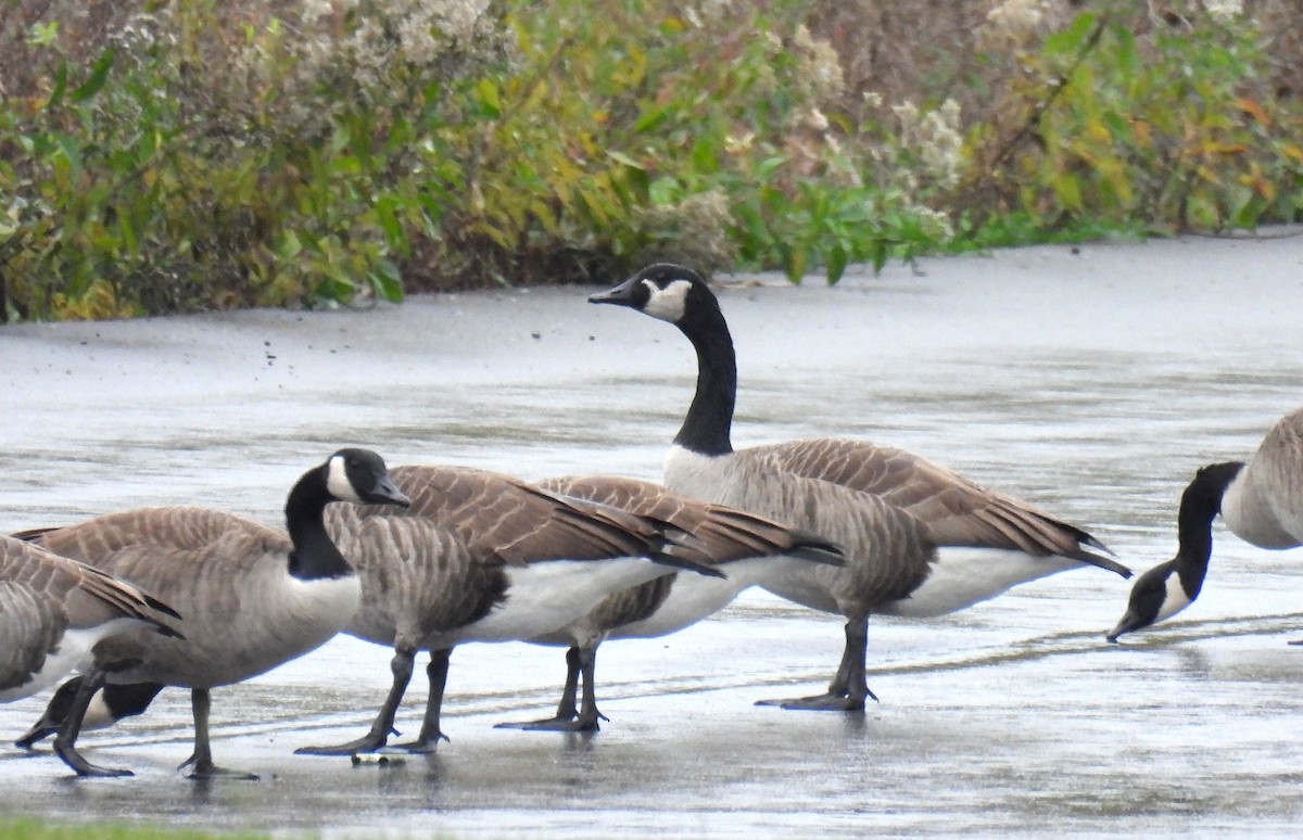Canada Goose - ML644827477