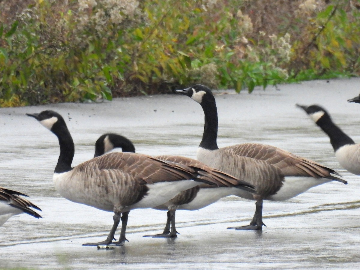 Canada Goose - ML644827478