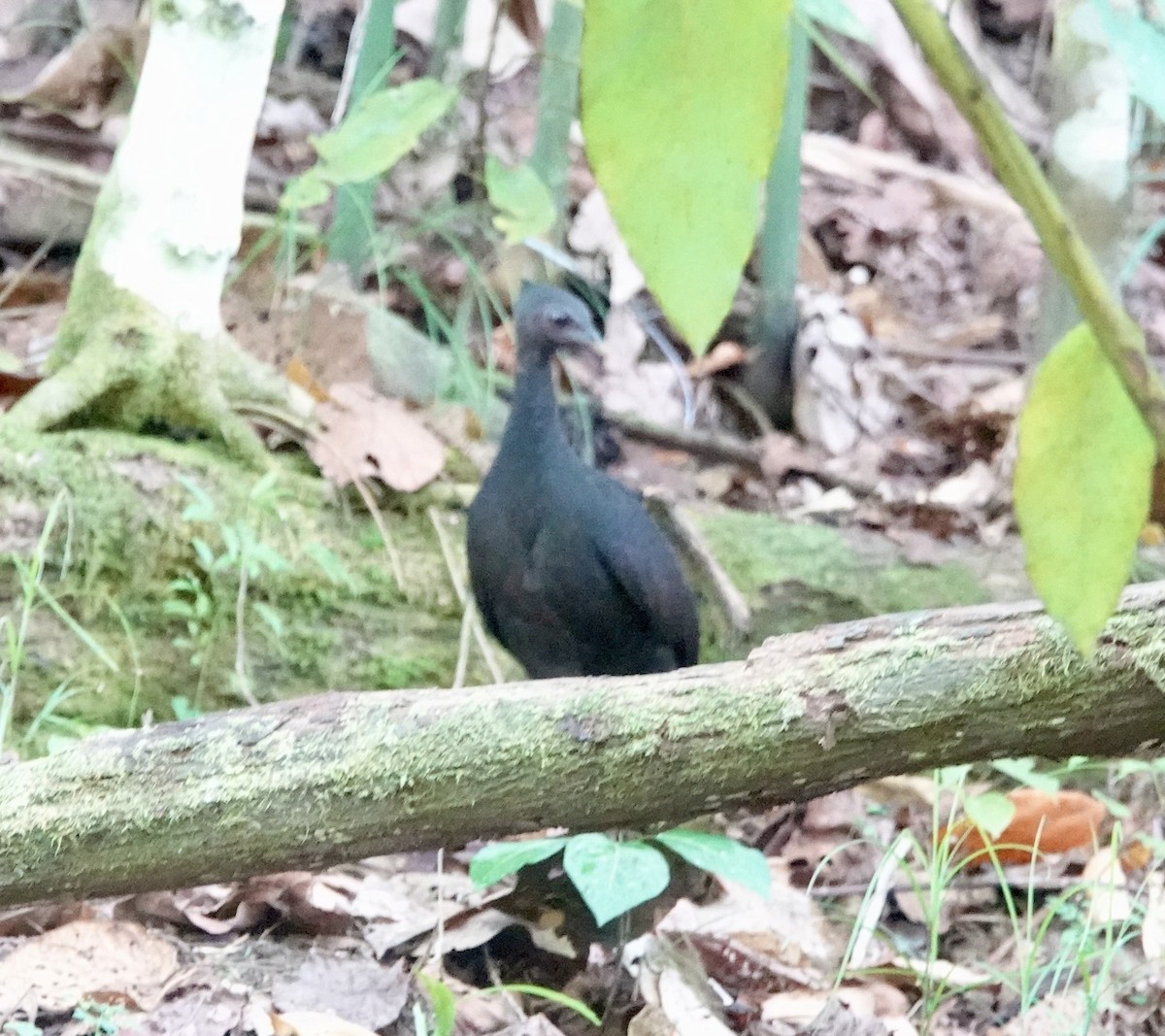 Dusky Megapode (Dusky) - ML644827484