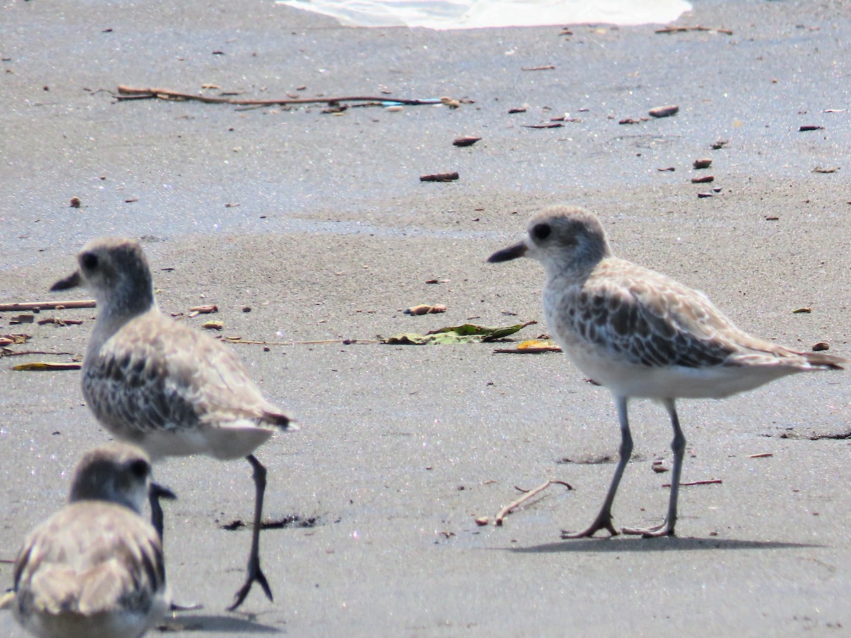 ダイゼン - ML644827497