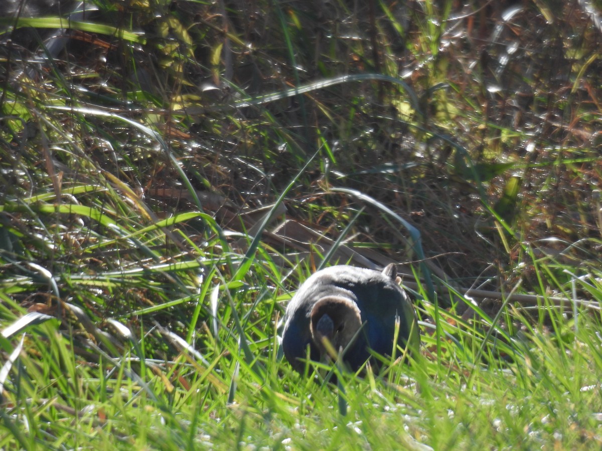 Малая султанка - ML644827499