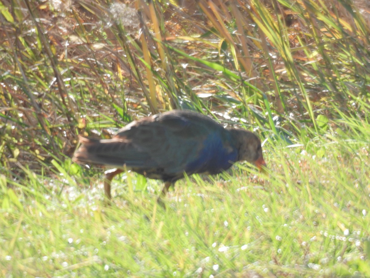 Малая султанка - ML644827500