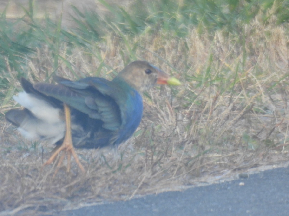 Малая султанка - ML644827501