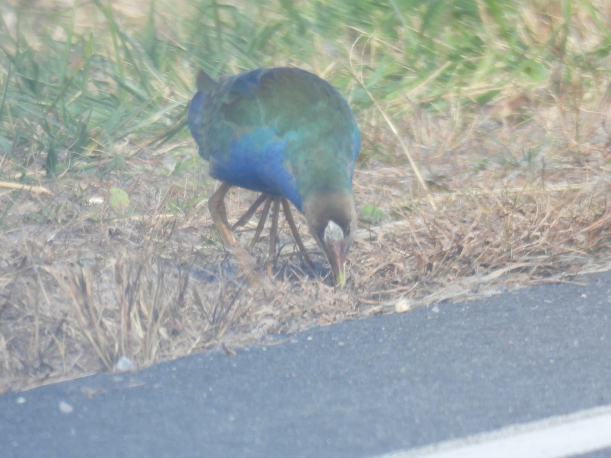 Малая султанка - ML644827502