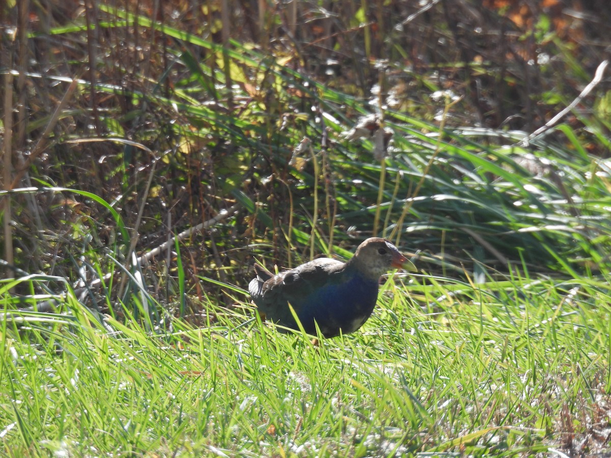 Малая султанка - ML644827503