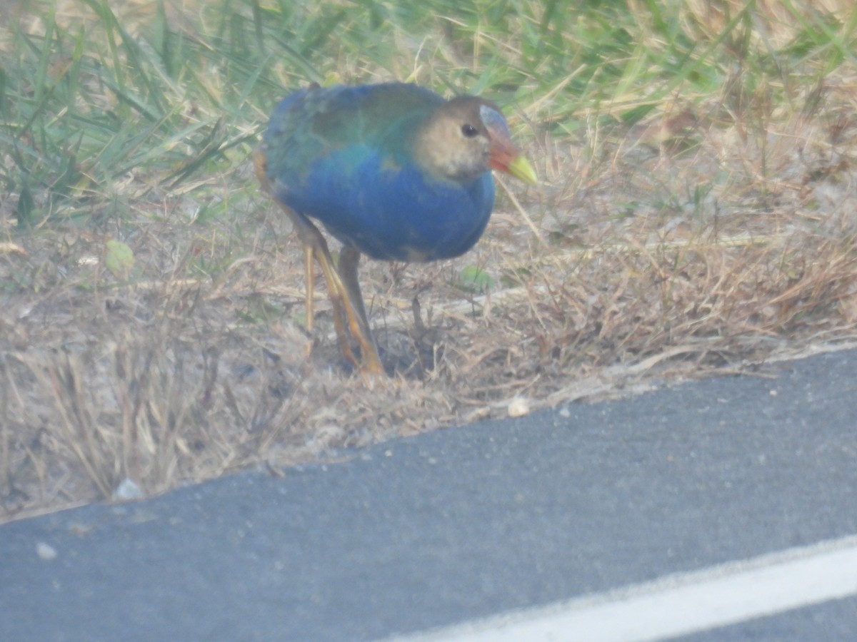 Малая султанка - ML644827504