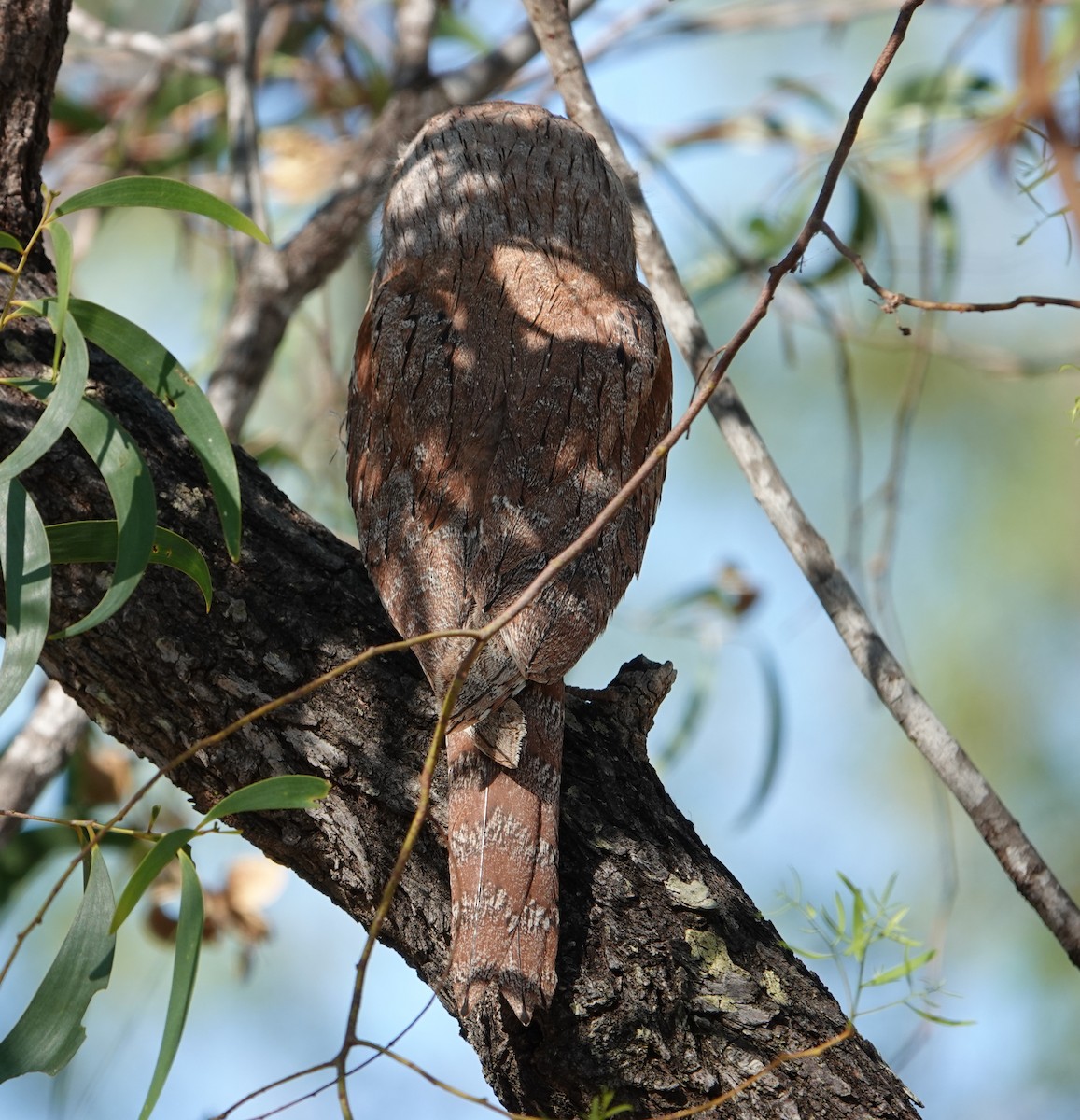 Tawny Frogmouth - ML644827508